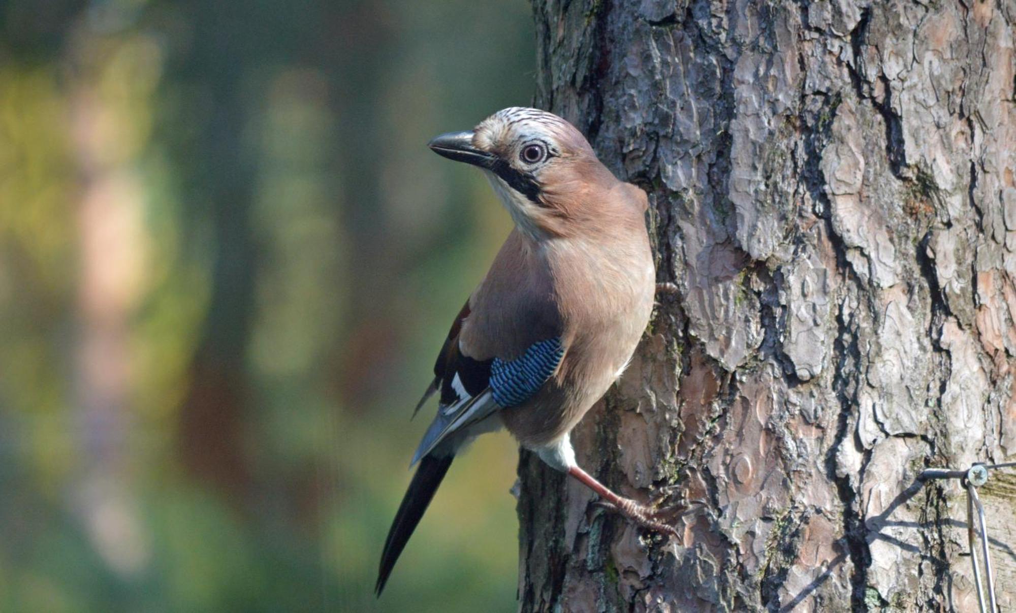 Boshuis Turquoise / smaakvol genieten op de Veluwe Hoenderloo Buitenkant foto