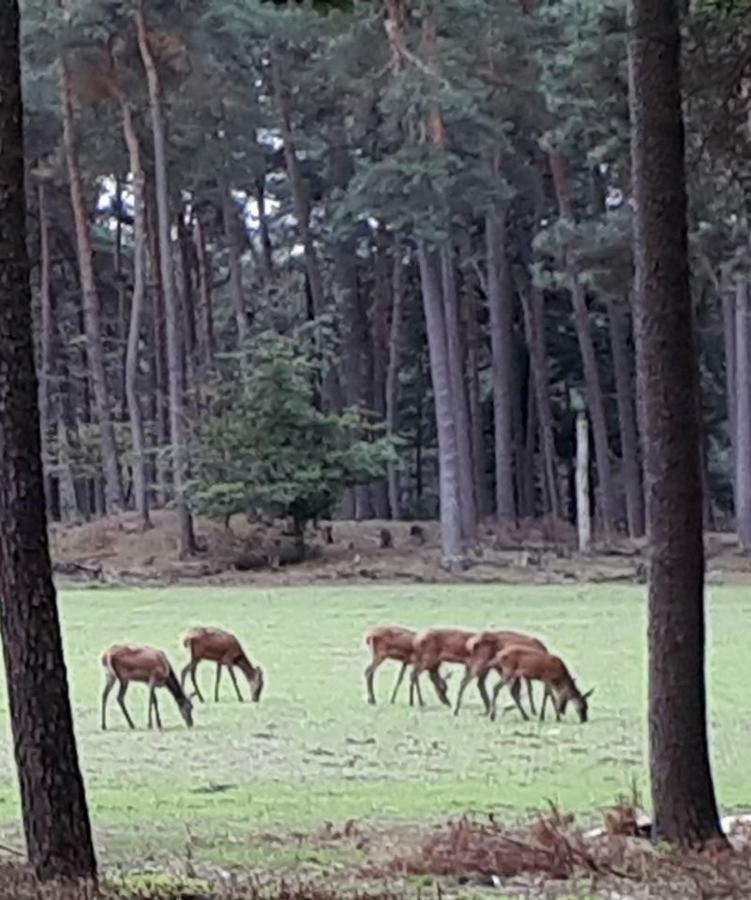 Boshuis Turquoise / smaakvol genieten op de Veluwe Hoenderloo Buitenkant foto