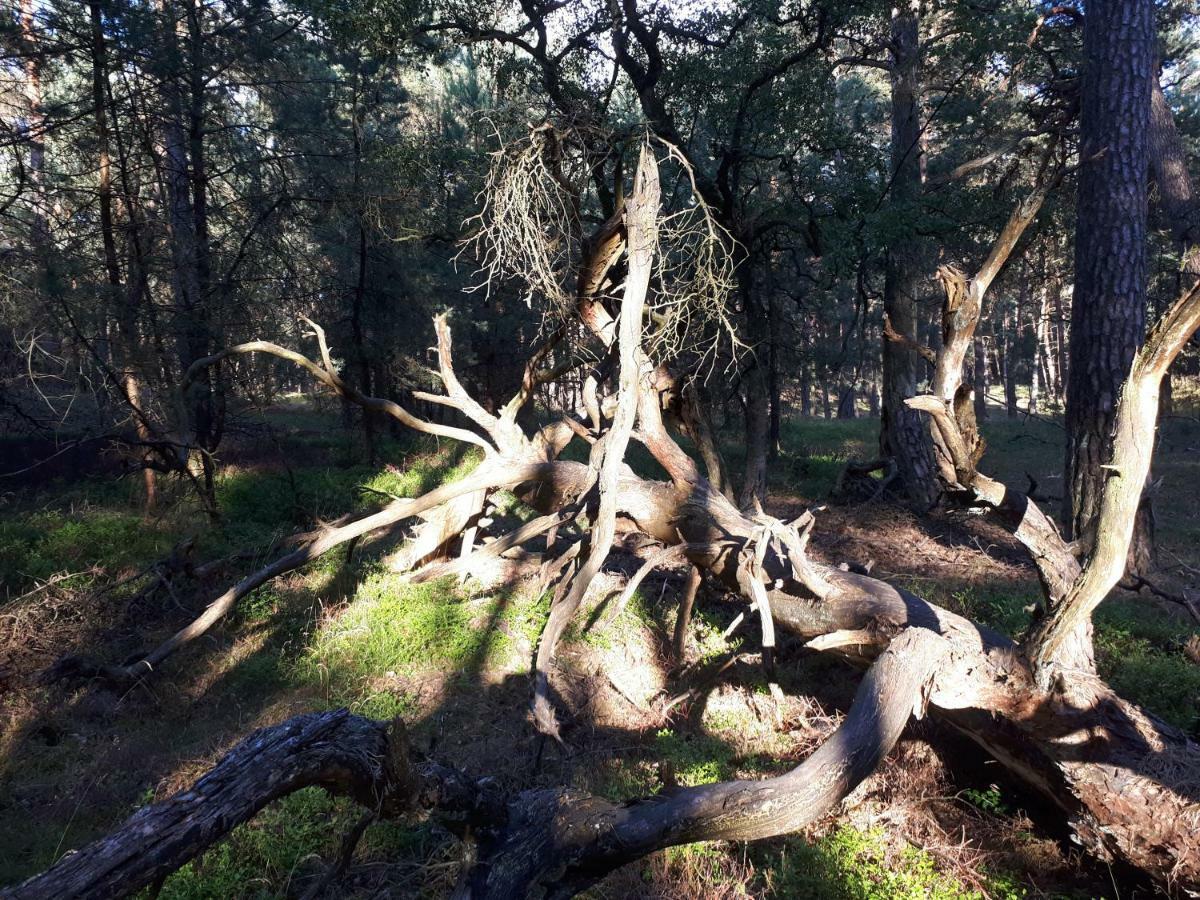 Boshuis Turquoise / smaakvol genieten op de Veluwe Hoenderloo Buitenkant foto